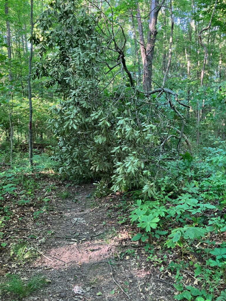 2024 June Stonelick SP OH Fox Run Tree Down closeup