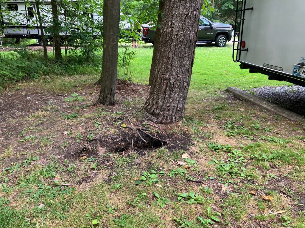 June 2024 Findley SP Tree