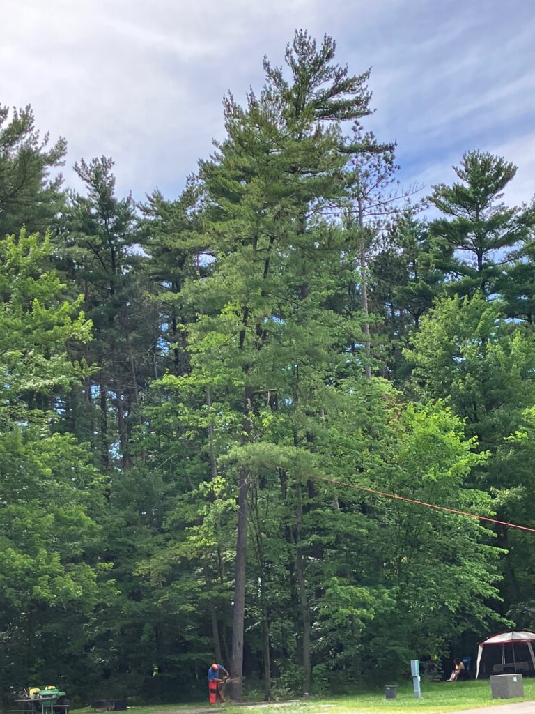 2024 June Findley state Park Tree