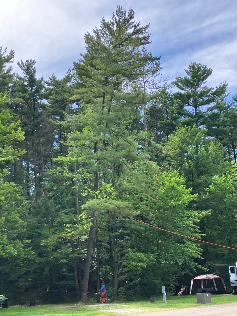 2024 June Findley state Park Tree