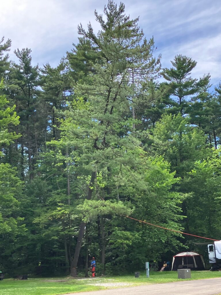 2024 June Findley state Park Tree