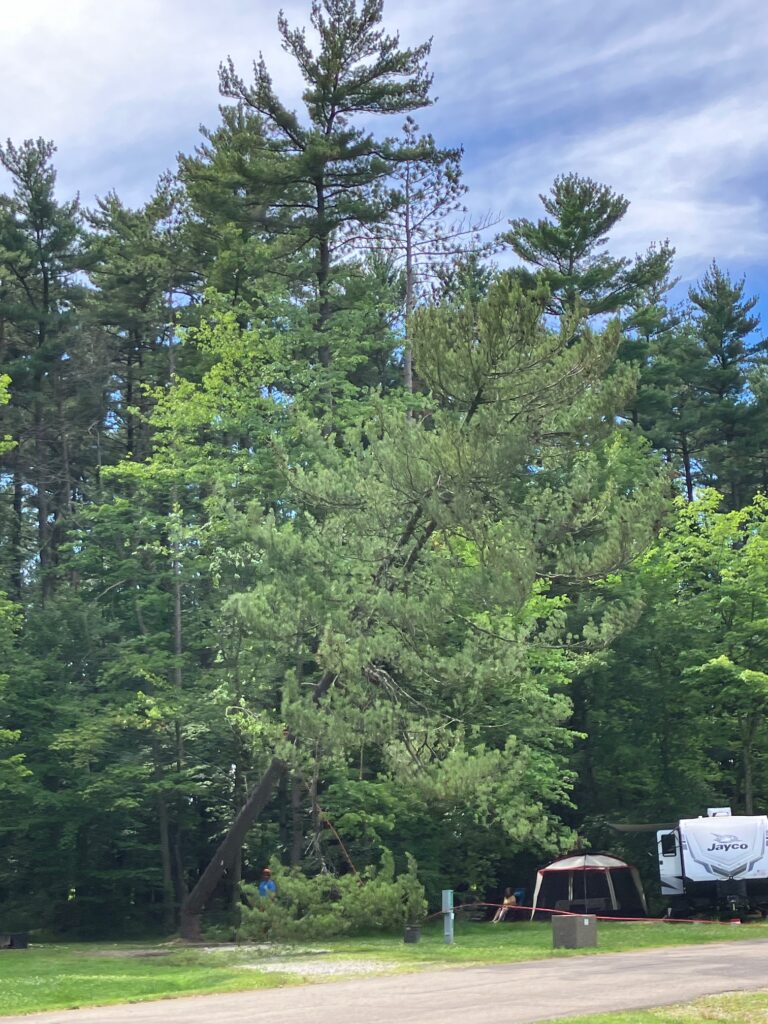 2024 June Findley state Park Tree