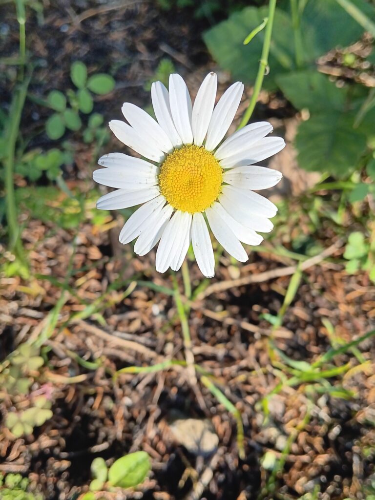 Small wild flower with white petals and yellow center in a natural setting