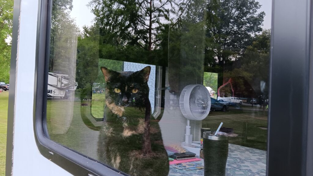 A black and orange cat sitting on a table looking out the window of a RV.