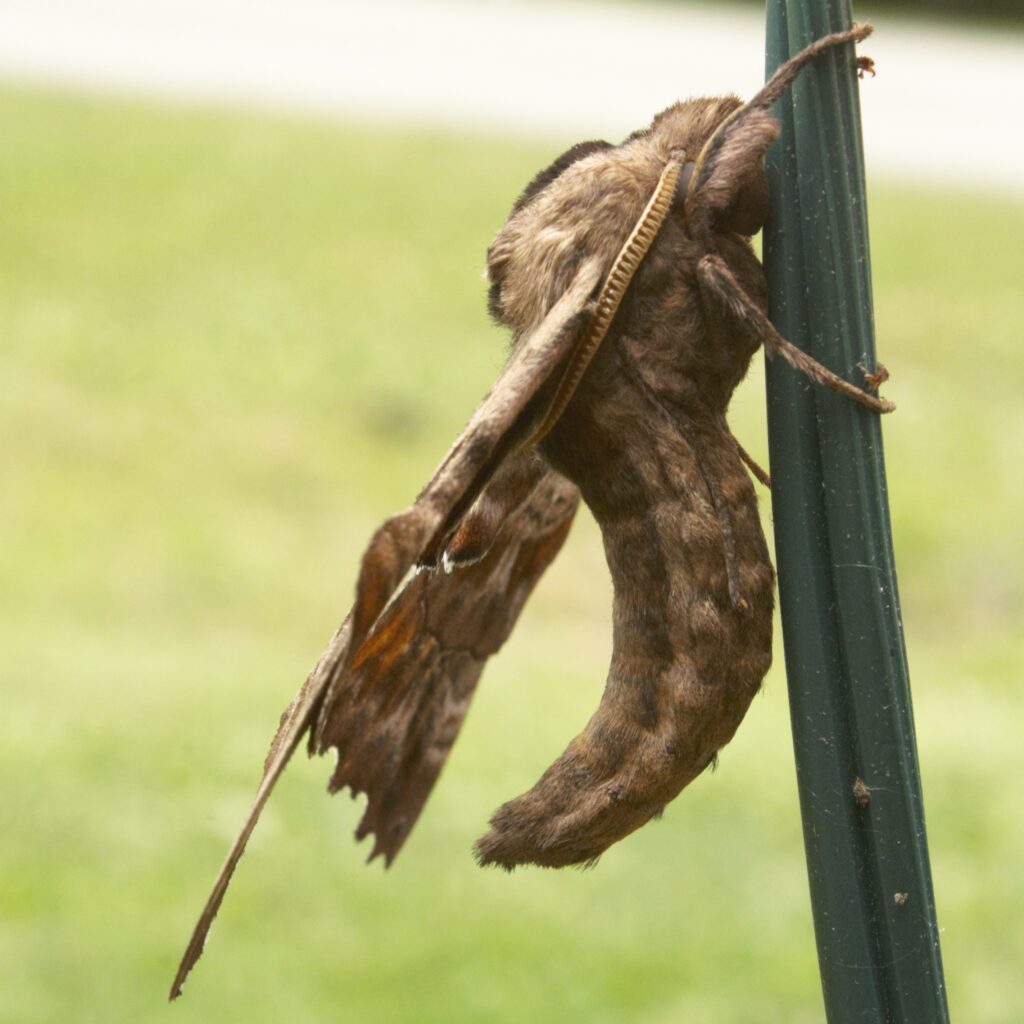 Sphinx moth on wire