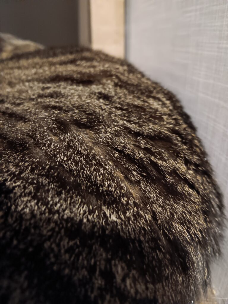 Picture of the back of a brown tabby cat leaning against a wall