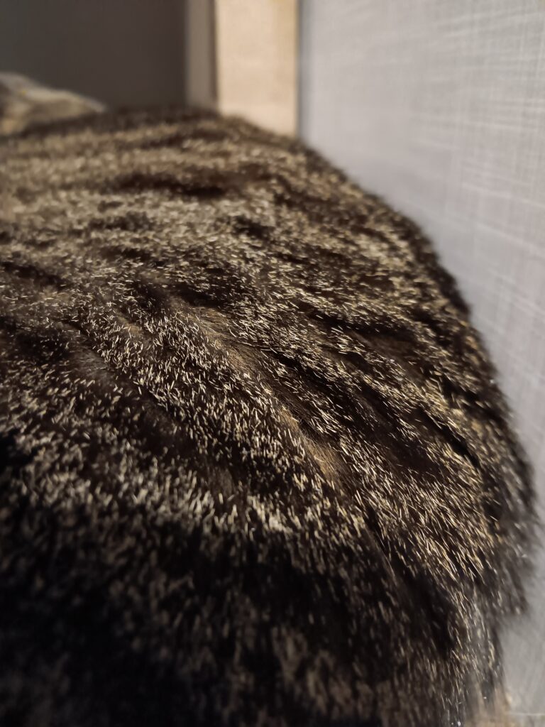 Picture of the back of a brown tabby cat leaning against a wall