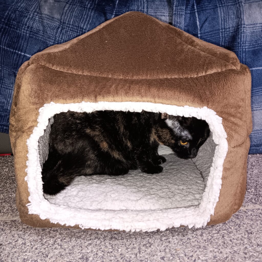 Tortoise shell cat in a cubical cat bed
