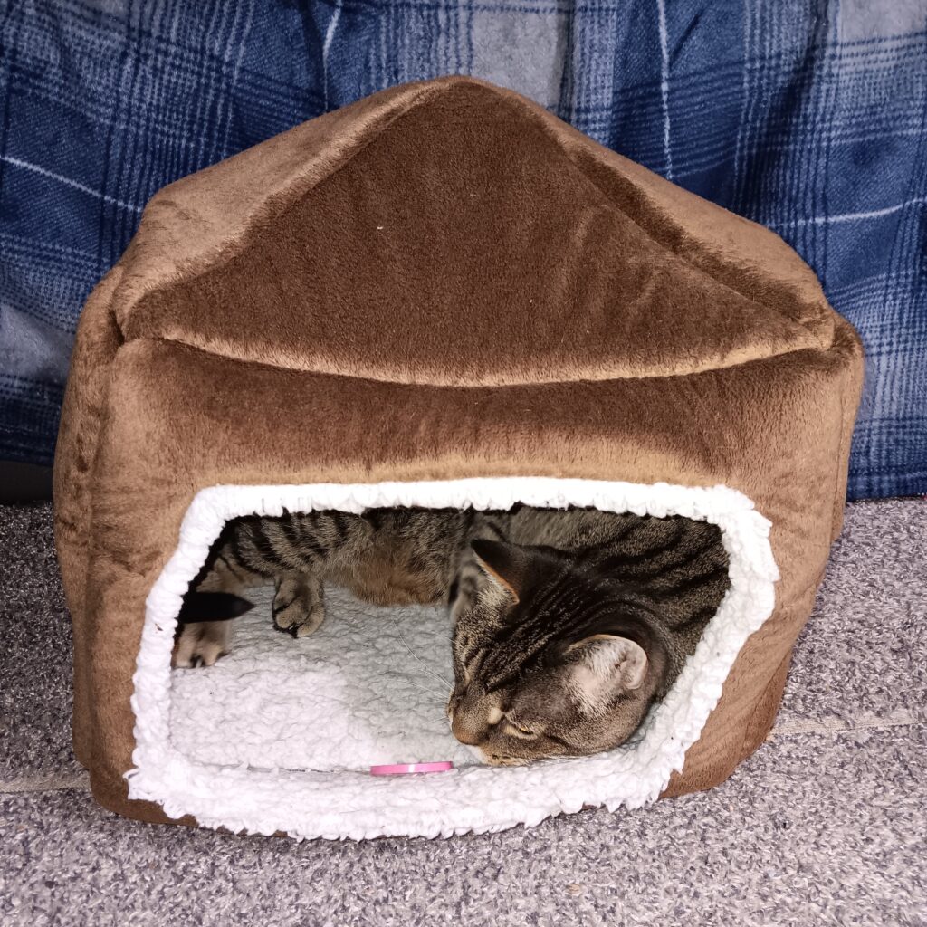 Brown tabby cat in a cubical cat bed