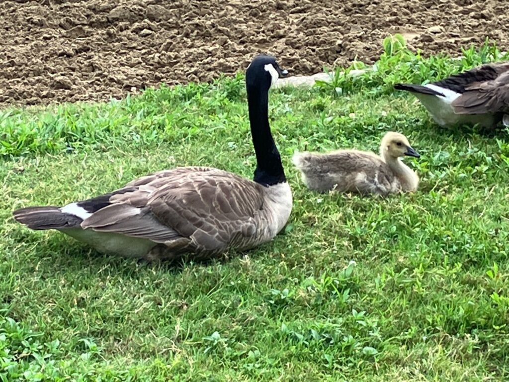 2024 July Findlay SP Geese