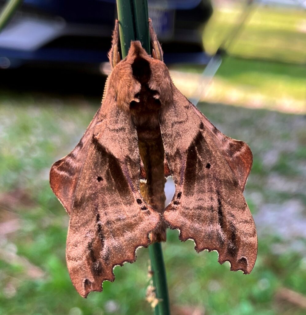 2024 July Sphinx Moth