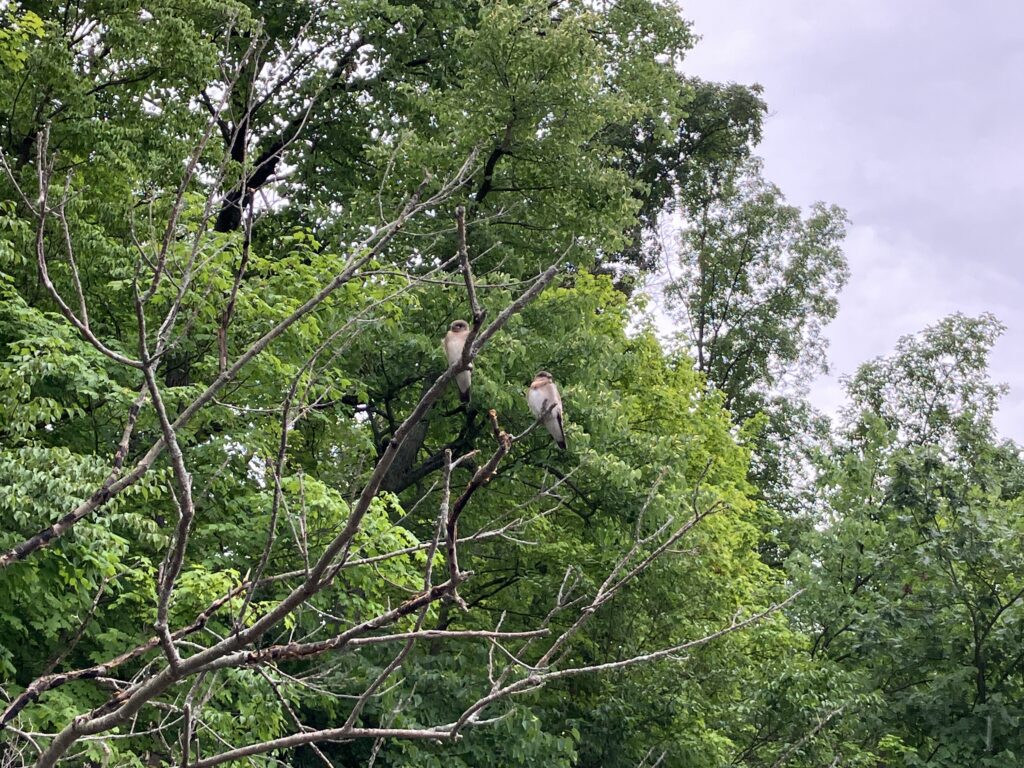 2024 July Finlay SP Kayaking Birds