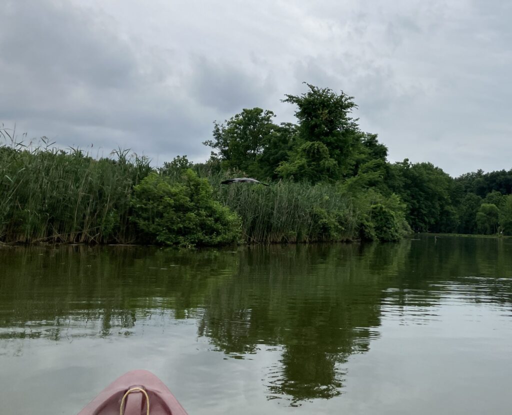 2024 July Finlay SP Kayaking blue heron