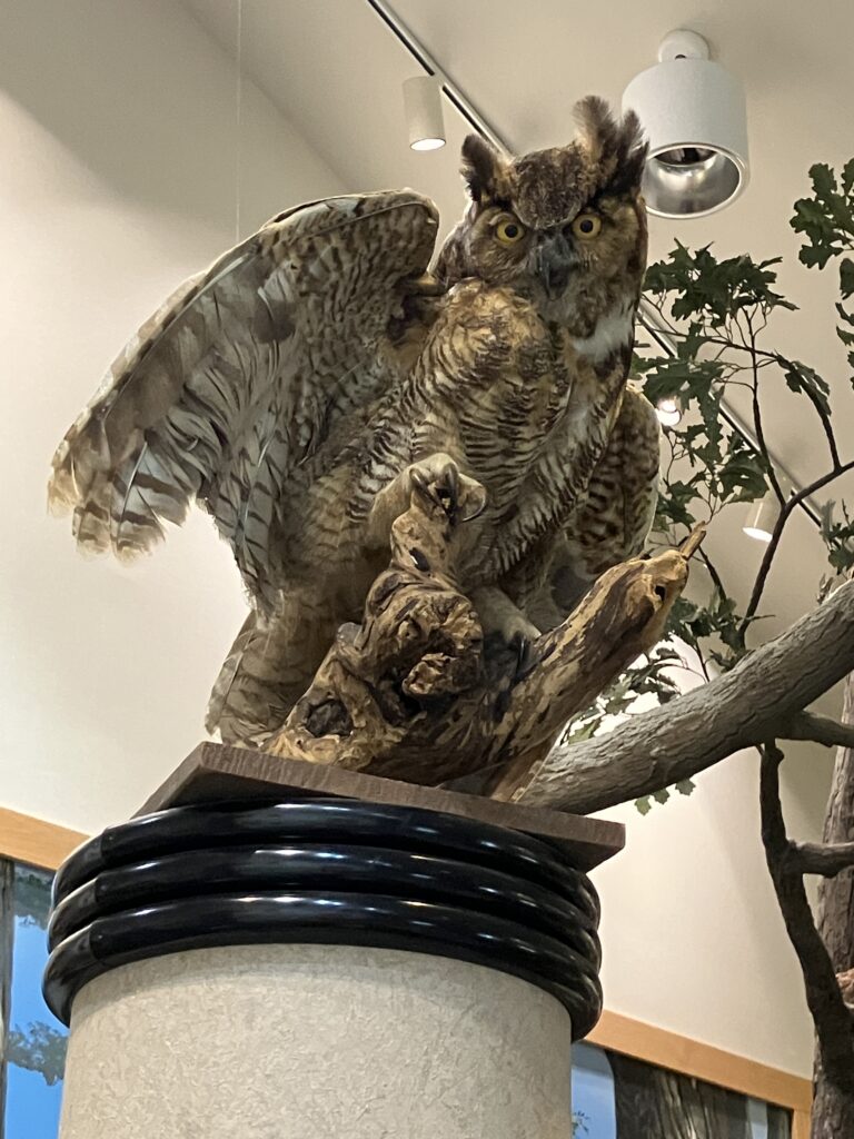 2024 July Mounds SP OH Owl