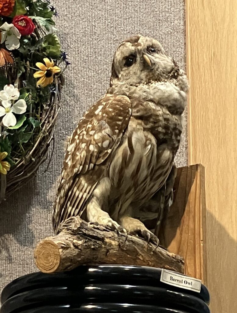 2024 July Mounds SP owl