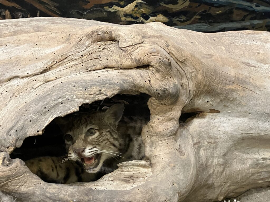 2024 July Mounds SP OH cat