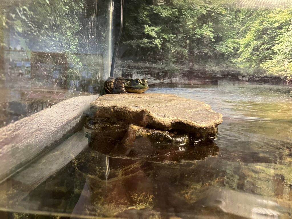 2024 July Mounds SP OH frog