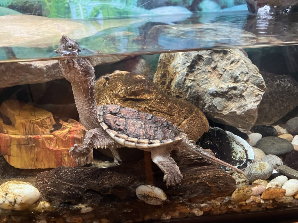 2024 July Mounds SP OH snapping turtle