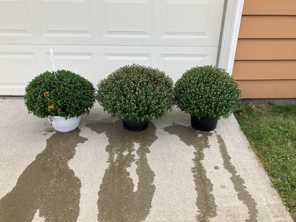 My mum is on the left, Brenda's middle and Mom's on the right.